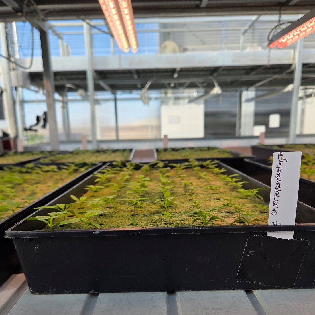 Ghost Pepper Seedlings at five weeks old grown hydroponically in the greenhouse in rockwool.