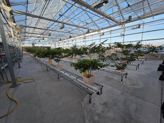 Inside the Pepper Joe's Greenhouse
