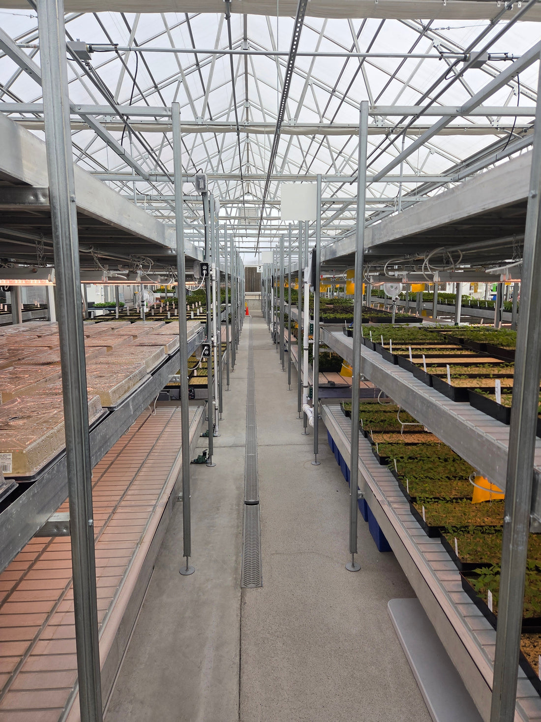 A look down the greenhouse showing pepper plants at every stage of growth, from newly germinated seedlings to plants in the final phase preparing for shipping.