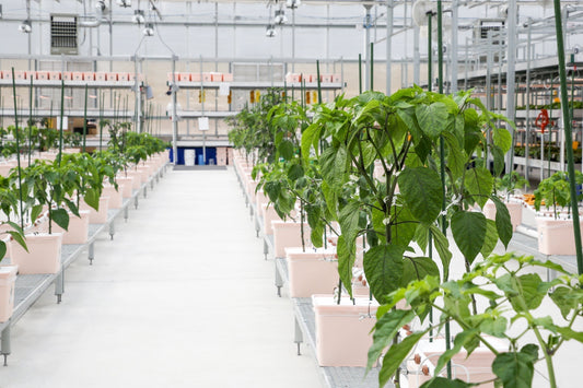  Healthy pepper plants growing in Dutch Bucket hydroponic systems inside a greenhouse, with lush green foliage and no fruit yet.