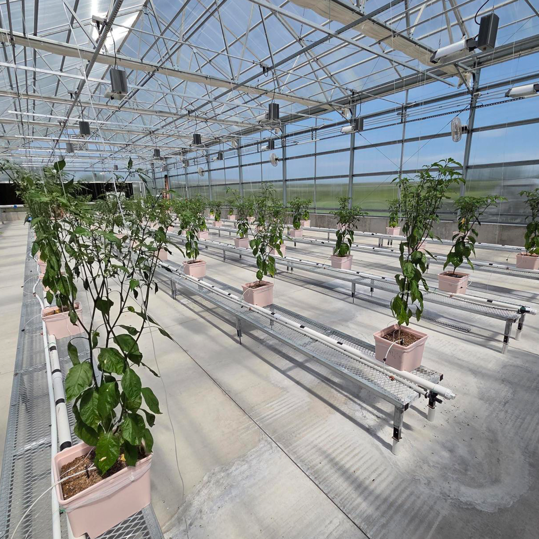 Pepper Joe's greenhouse Dutch bucket growing area with Dragon's Breath pepper plants in Week 31