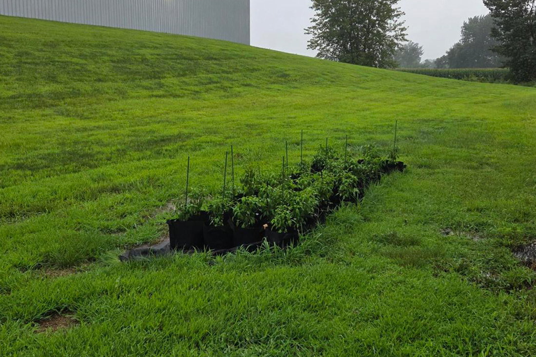 Outdoor pepper grow bags receiving natural rainfall at Pepper Joe's greenhouse during Week 30 of the growing season.