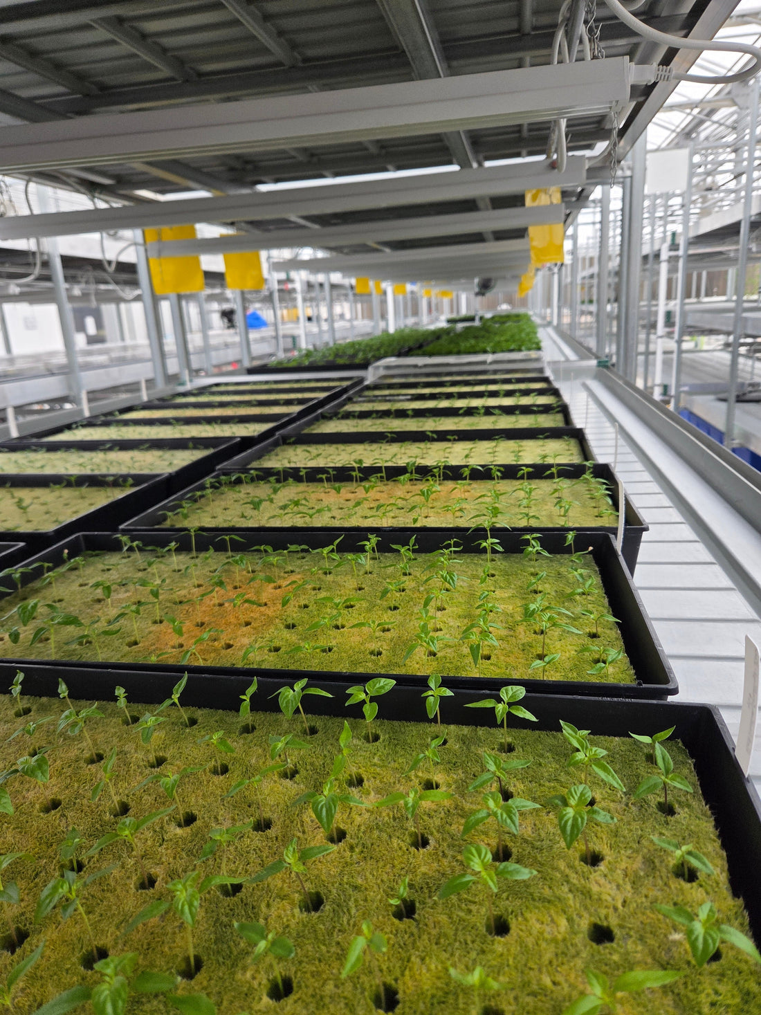 Pepper seedlings in a greenhouse at multiple growth stages, with younger plants in the foreground and more mature plants further back.