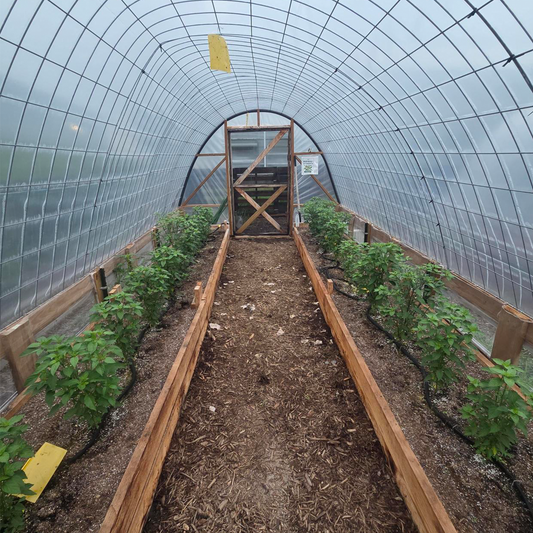 Interior of a pepper plant hoop house after weeding, with clean soil beds and rows of plants in a summer greenhouse growing environment