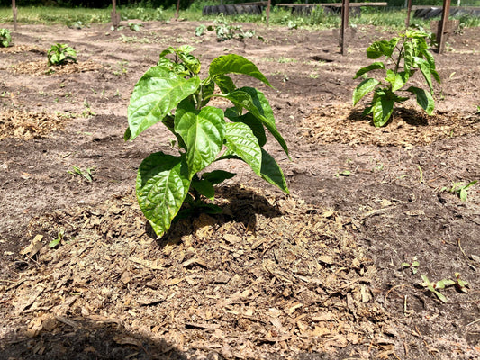 Is Your Pepper Plant Trying to Tell You Something? A Grower's Diagnostic Guide