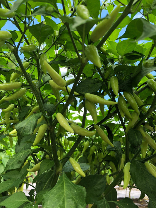 Pepper plant with immature green pepper pods growing in a garden