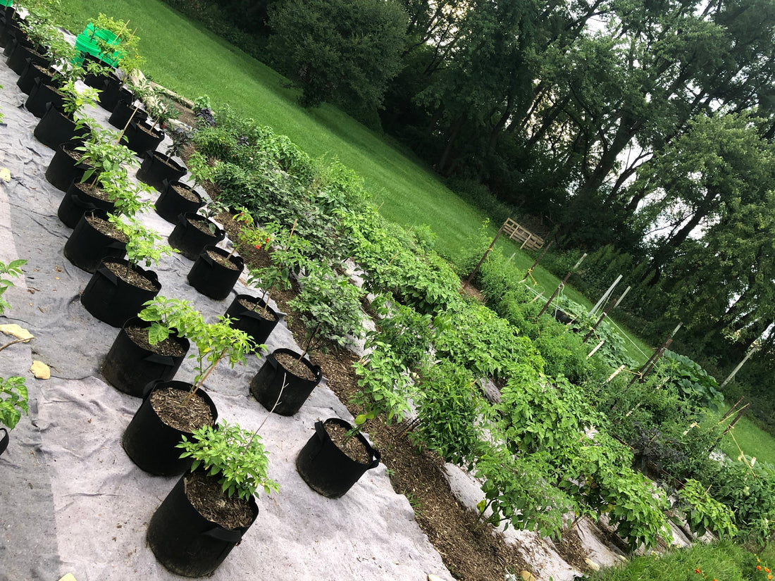 Grow Peppers Longer with Containers and Grow Bags
