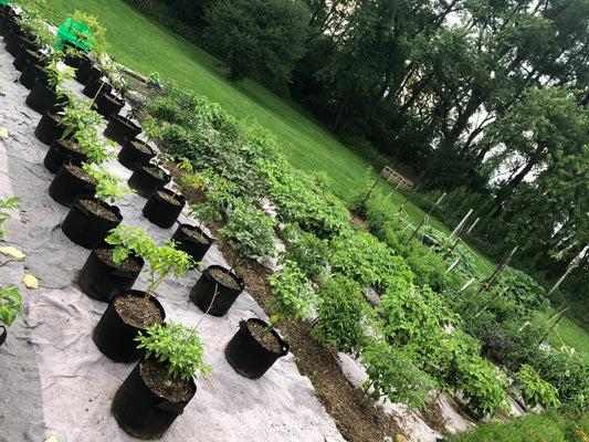 Grow Peppers Longer with Containers and Grow Bags