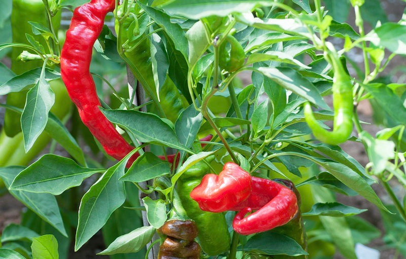 Jimmy Nardello Pepper: Why This Sweet Italian Heirloom Deserves a Spot in Your Garden