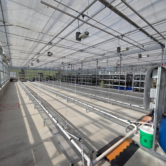Dutch bucket hydroponic system in the main greenhouse area at Pepper Joe's, used for seed stock pepper plant production alongside flood tables for live plant growing.
