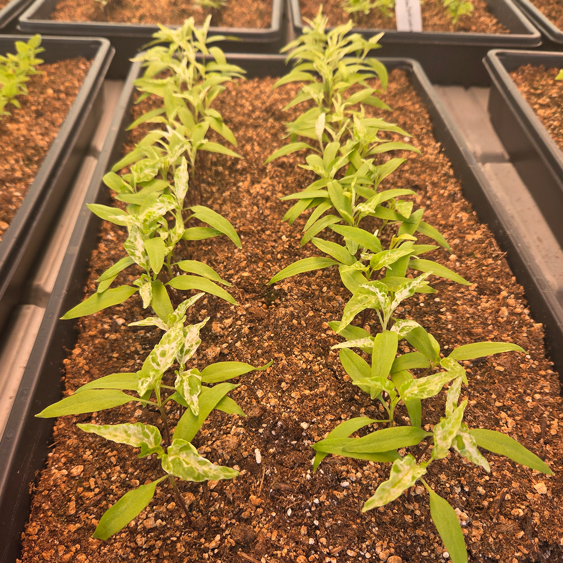 Weekly Greenhouse Update: Preparing for Shipping & Managing Moisture