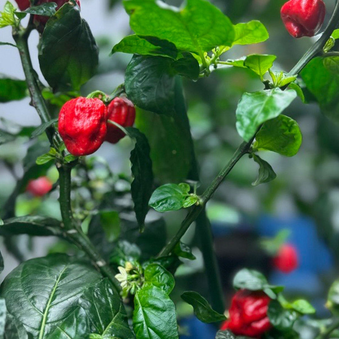 Moruga Trinidad Scorpion pepper fruit on a plant.