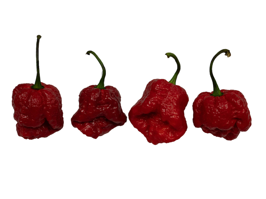 Moruga Trinidad Scorpion Peppers: Everything You Need to Know