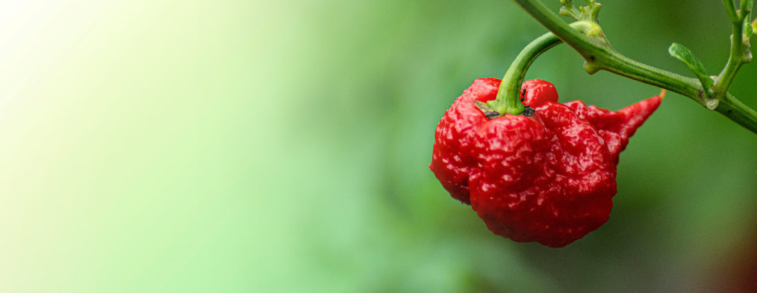 How Growing Your Own Pepper Plants & Fresh Produce Helps Combat Carbon Emissions