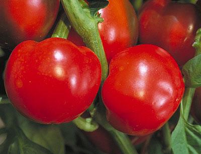 disease resistant pepper varieties