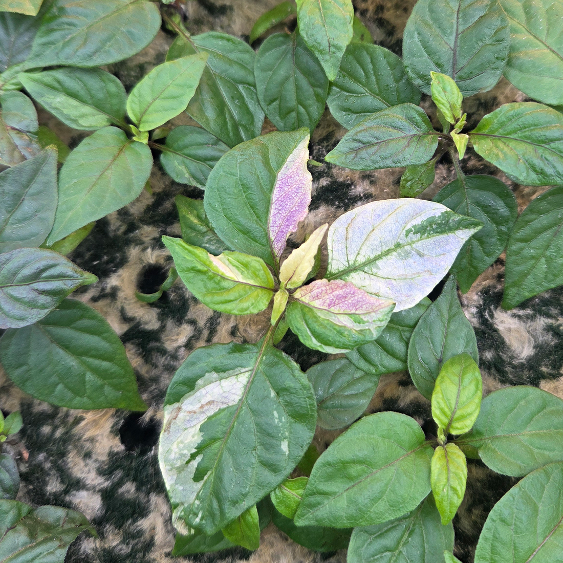 Variegated Purple Reaper pepper plant with white, green, and purple leaves growing in rockwool.