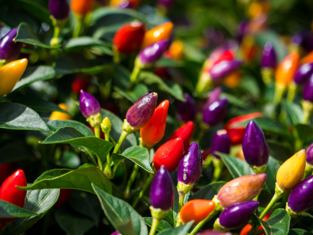 Solutions to a Pepper Plant Not Producing Flowers or Fruit