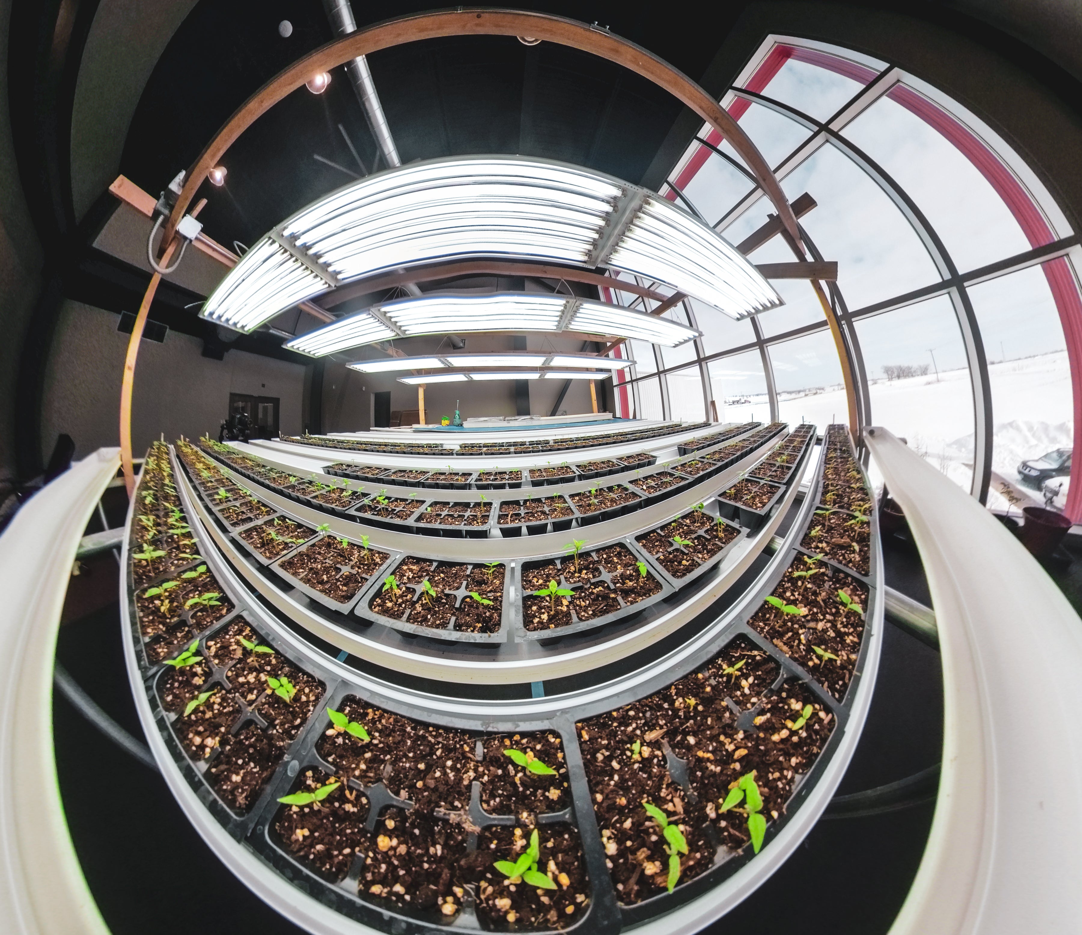 5 Germination Steps on How to Grow Peppers Pepper Joe’s