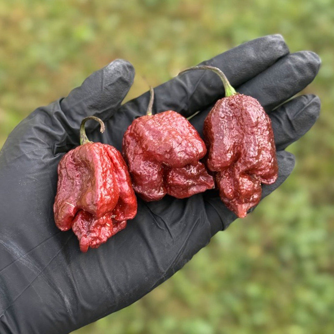 Purple Reaper pods on a black glove.