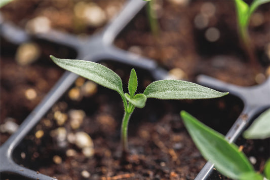 Pepper Plants in Trays