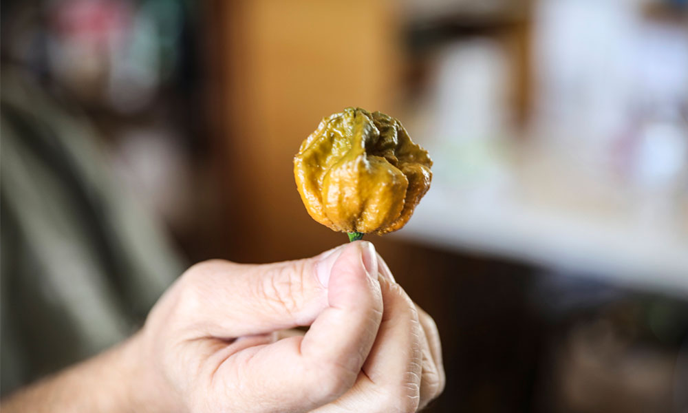 Pepper X Explained: The World’s Hottest Pepper Ever Measured