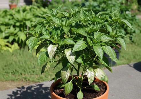 Pepper Plant with sun scald on the leaves.
