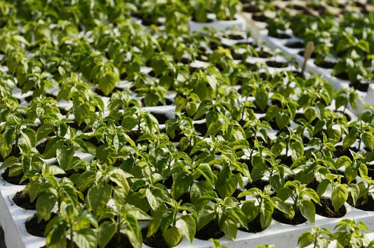 Pepper Plants in Trays