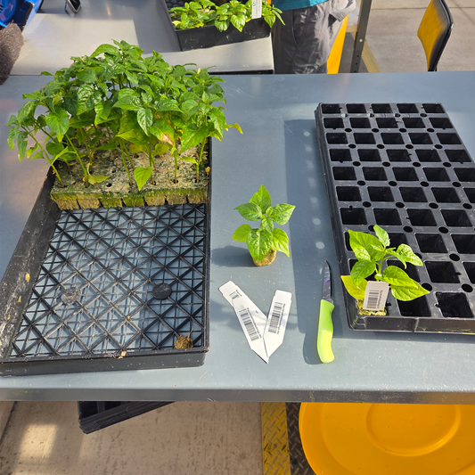 Tray of pepper plants in uncut rockwool beside separated rockwool cubes, plant labels, and a Biquinho White pepper plant prepared for shipping after quality checks.