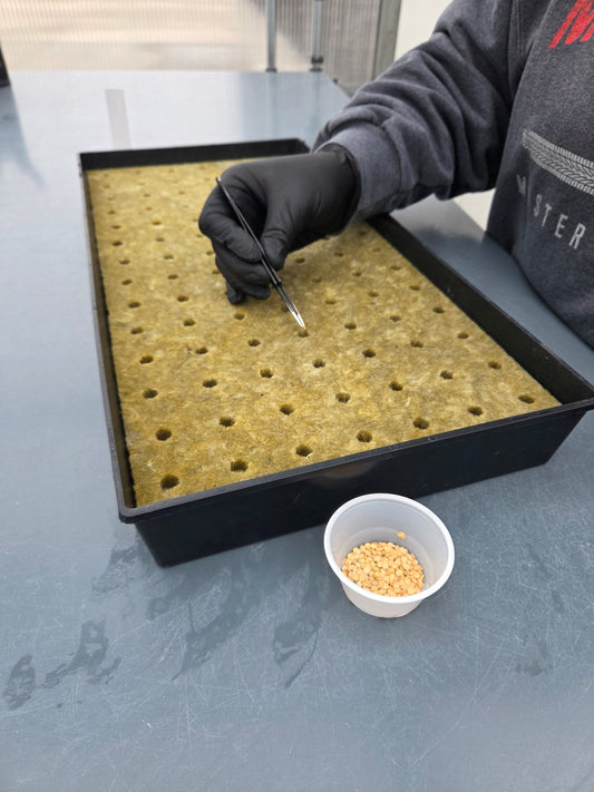 Greenhouse staff planting pepper seeds into rockwool trays as part of the hydroponic growing process