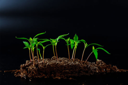 Pepper Plants