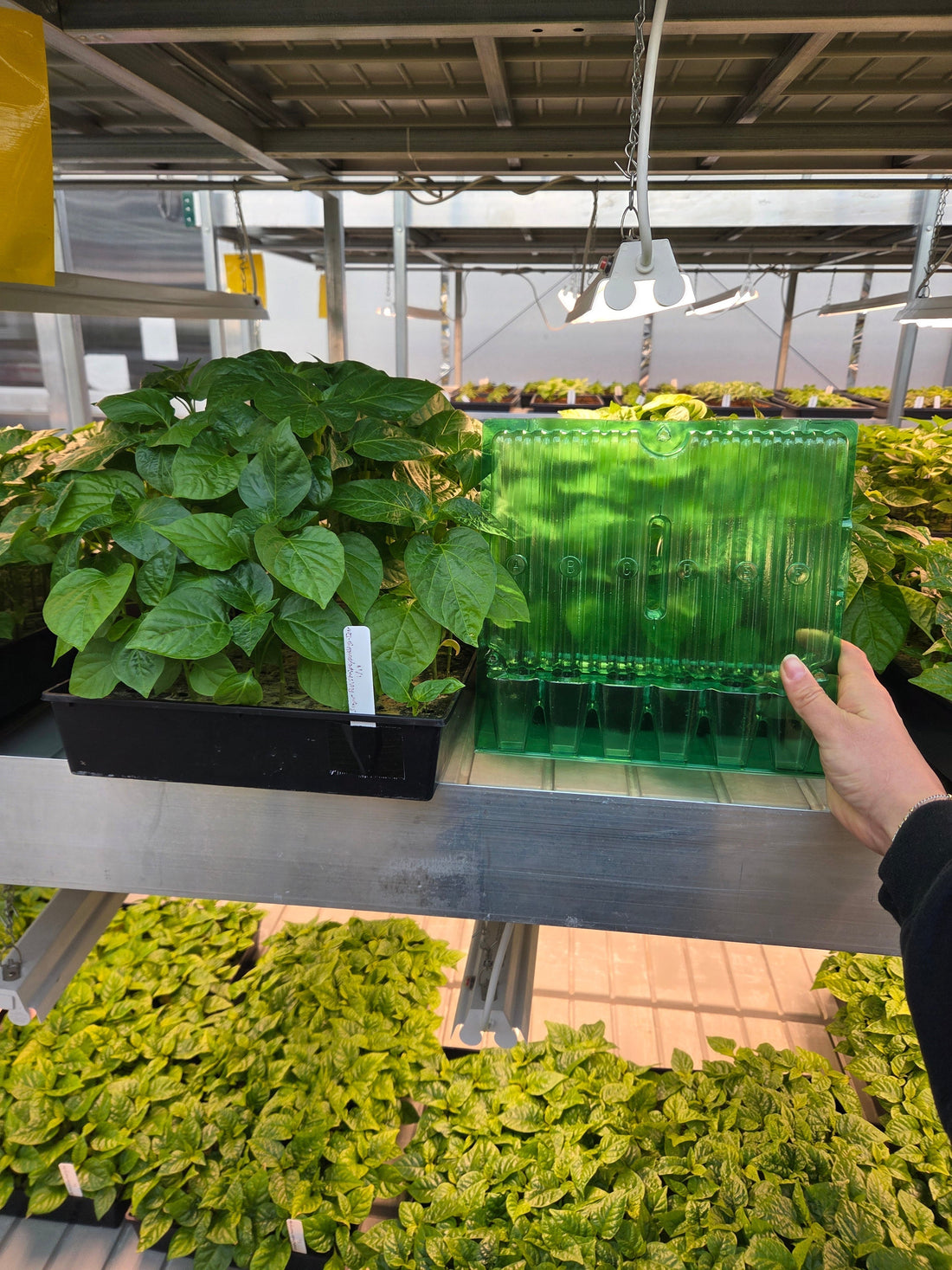 Weekly Greenhouse Update: Fine-Tuning Growth for Shipping