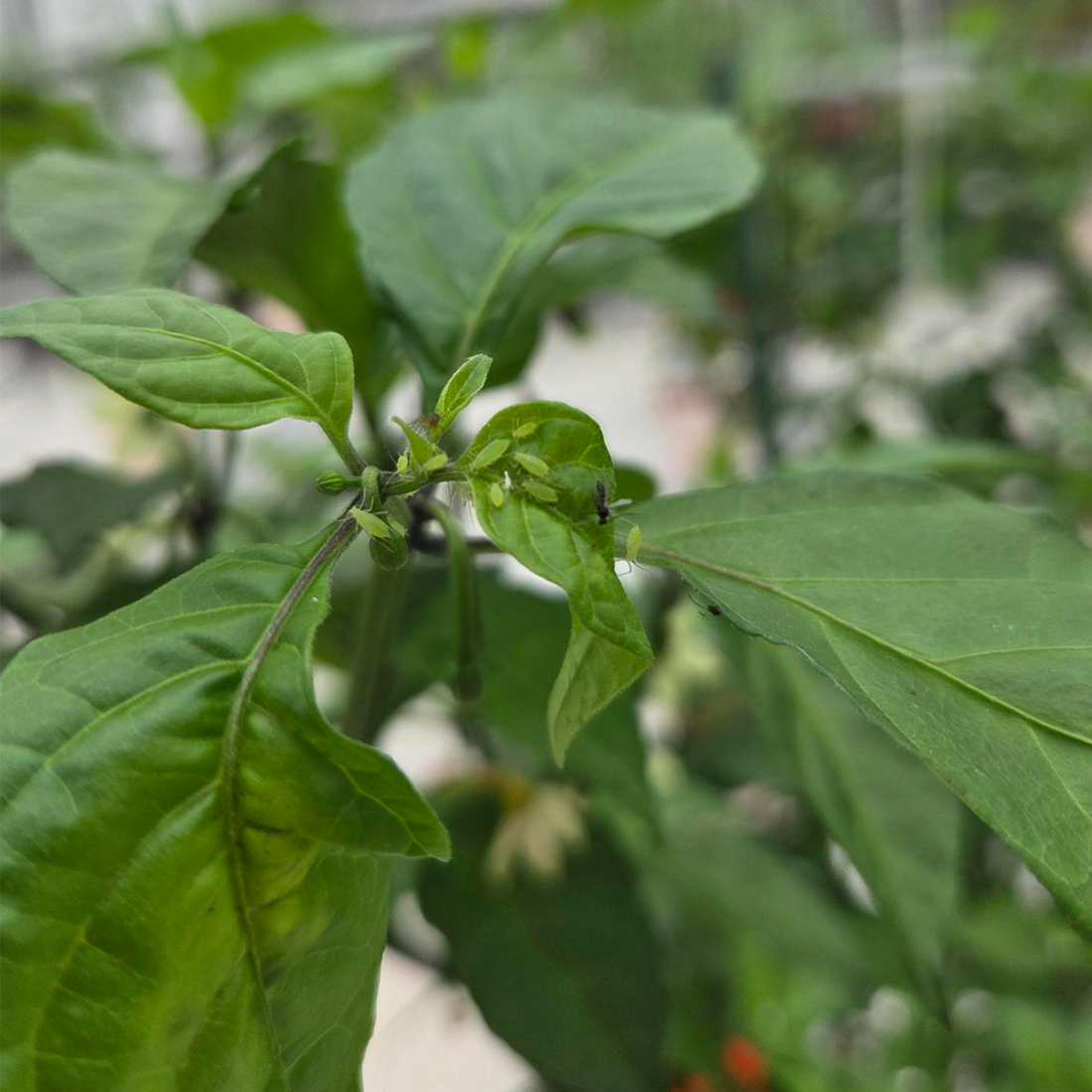 Beneficial parasitoid wasps released directly onto aphid-infested pepper plant leaves