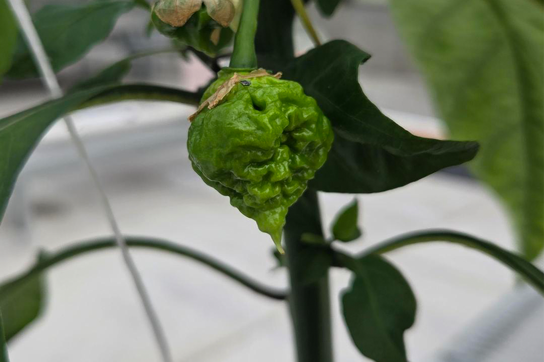  A Dragon's Breath pepper pod growing on a plant in the Dutch bucket hydroponic system inside the Pepper Joe's greenhouse.