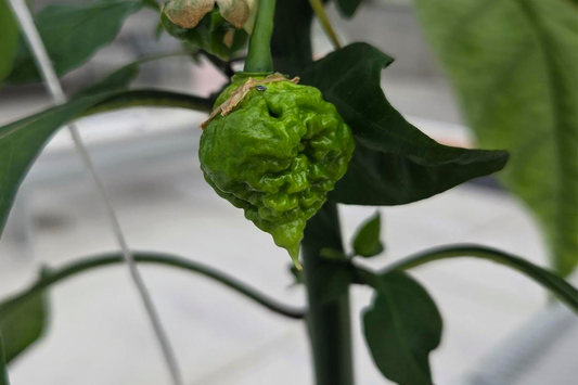  A Dragon's Breath pepper pod growing on a plant in the Dutch bucket hydroponic system inside the Pepper Joe's greenhouse.