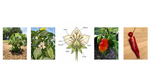 Pepper Plant Anatomy: A Grower's Guide to How It All Works
