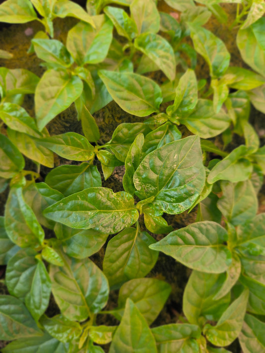 Jay's Peach Ghost Pepper leaves showing early variegation on the leaves.