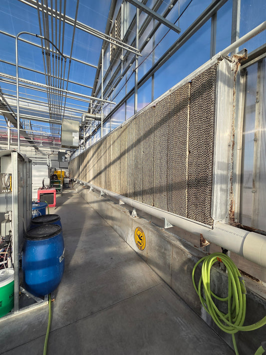 Greenhouse wet wall cooling system used to lower temperatures by pulling air through water-saturated cooling pads.