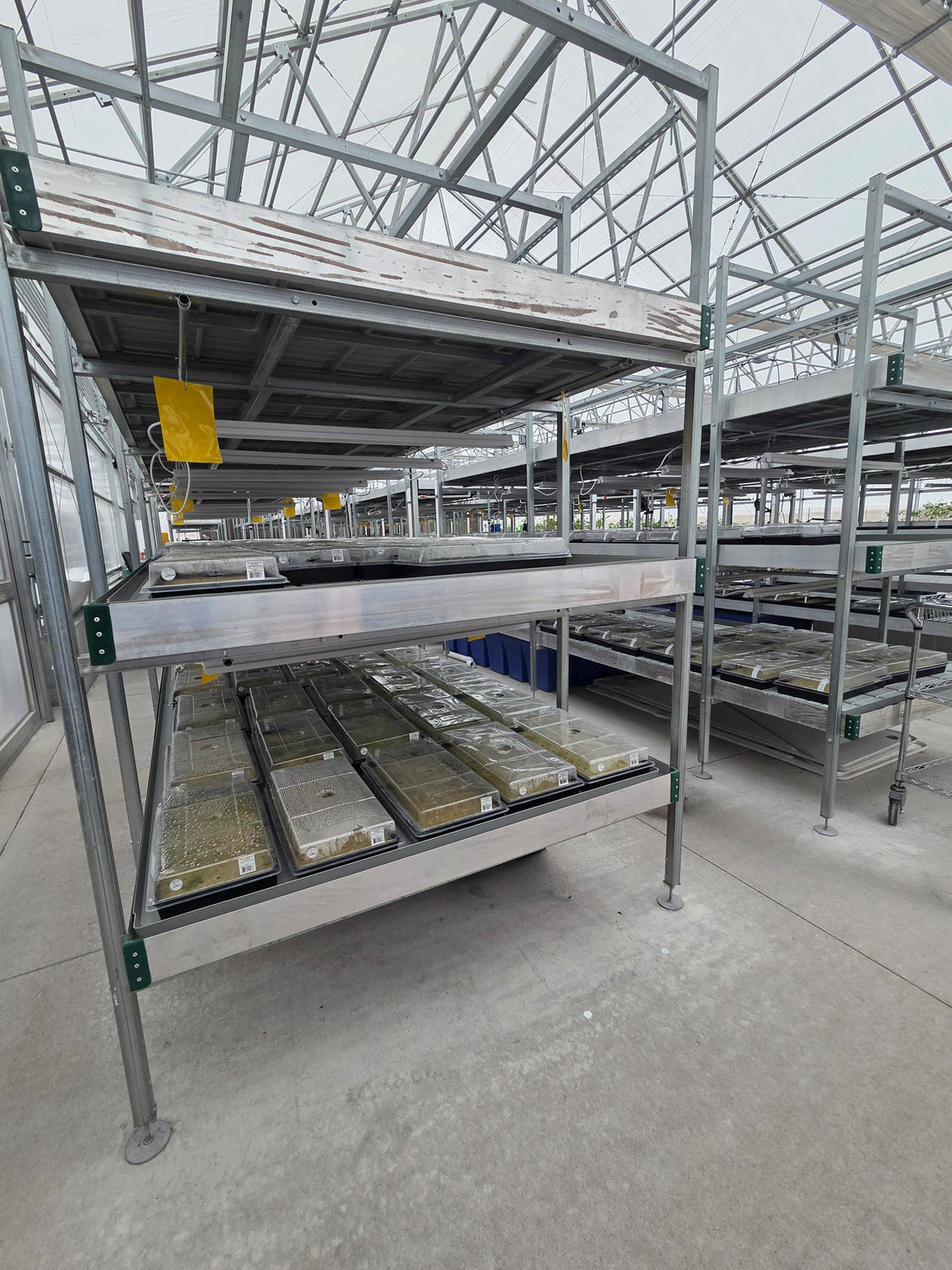 Wide view of freshly planted pepper seedling flats on flood tables in the greenhouse, showing high-volume planting in progress.