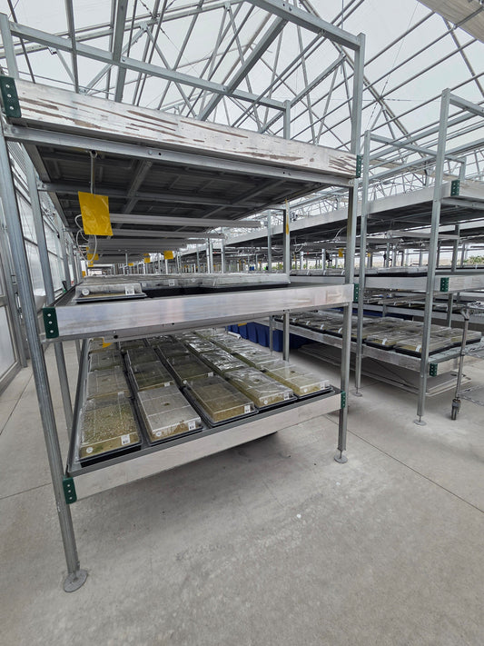 Wide view of freshly planted pepper seedling flats on flood tables in the greenhouse, showing high-volume planting in progress.