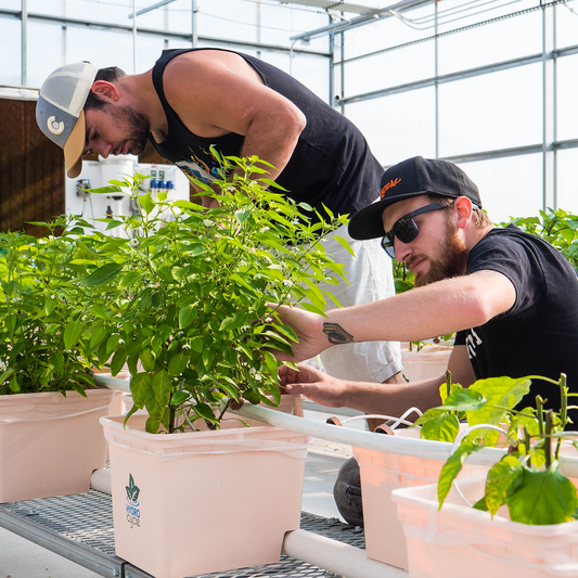 How to Prune Pepper Plants for Stronger Growth and Better Yields
