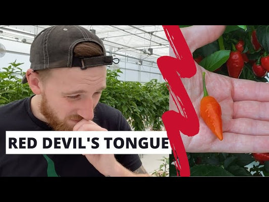 Nate Eats a Red Devil’s Tongue Pepper (300,000+ SHUs)