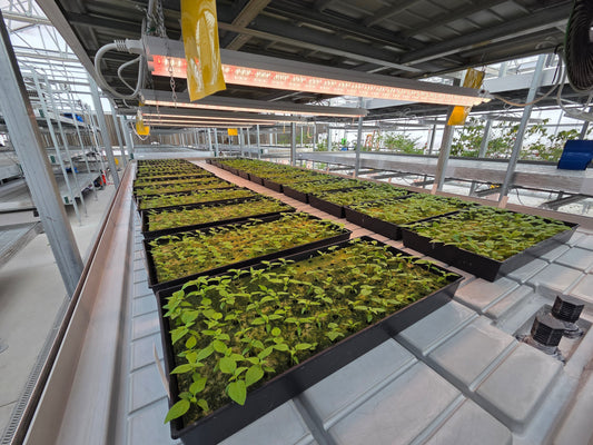 Six-week-old pepper seedlings in hydroponic greenhouse setup