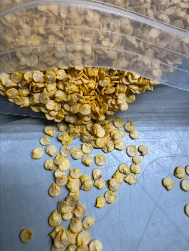 A clear bag overflowing with dried pepper seeds spilling onto a work surface.