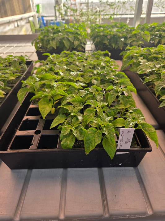 Weekly Greenhouse Update: Pepper Seedling Growth, Heat Fluctuations & Moisture Management