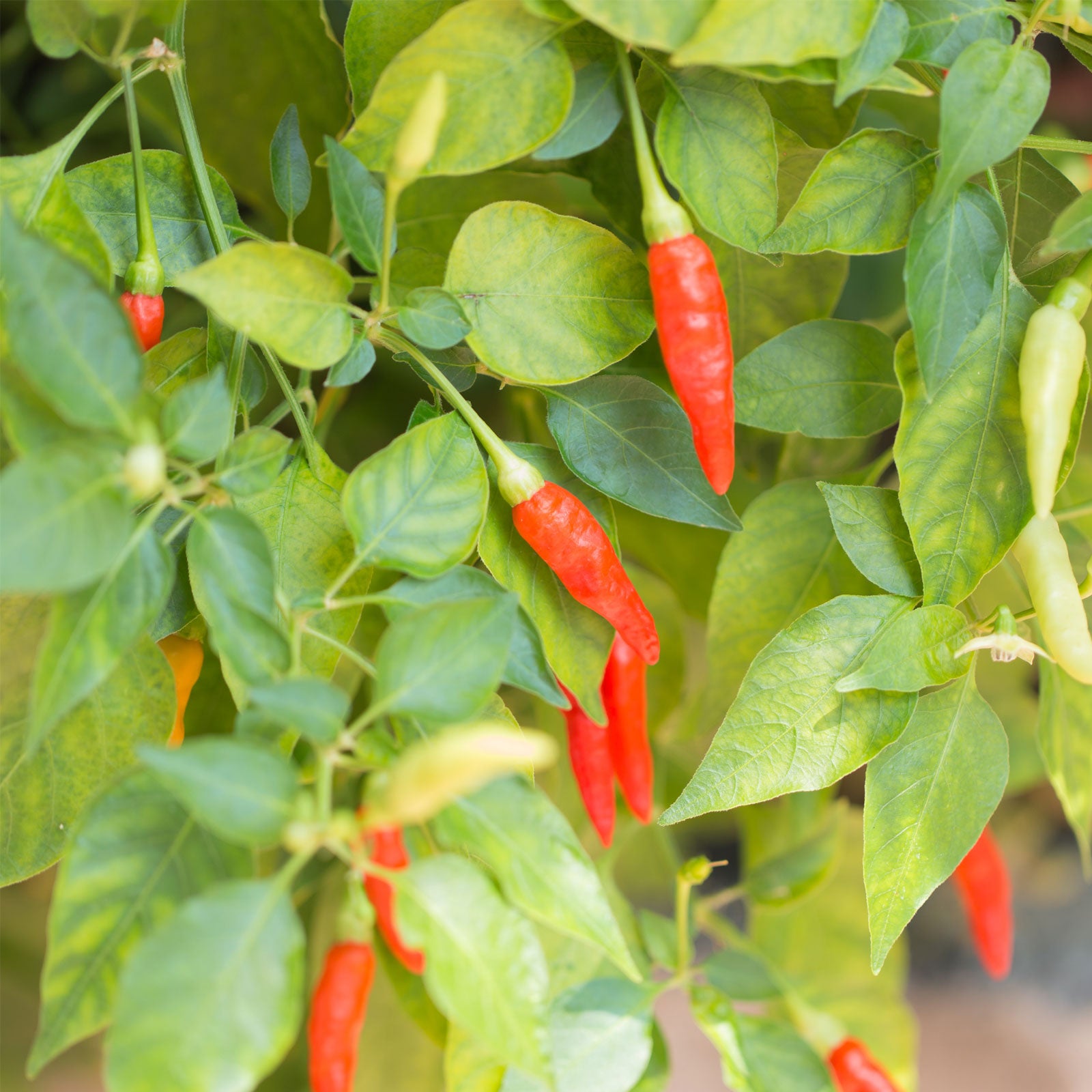 Thai Chili Pepper Seeds | Pepper Joe’s