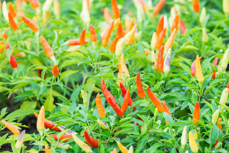 thai pepper plants