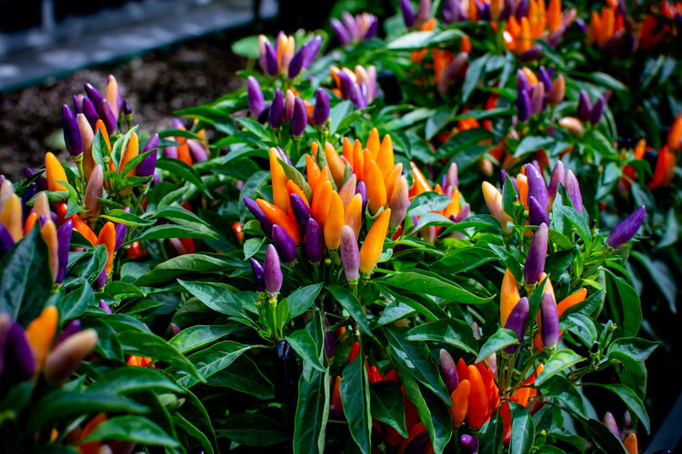 ornamental pepper plant with orange and purple peppers