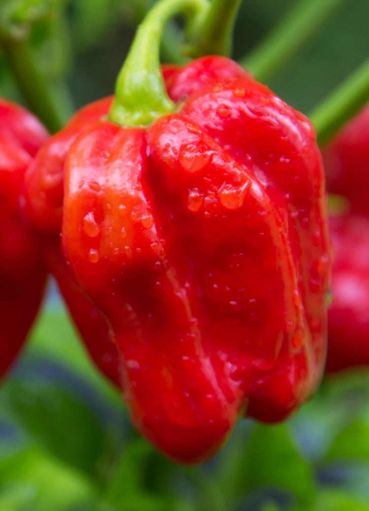 red savina habanero very hot pepper