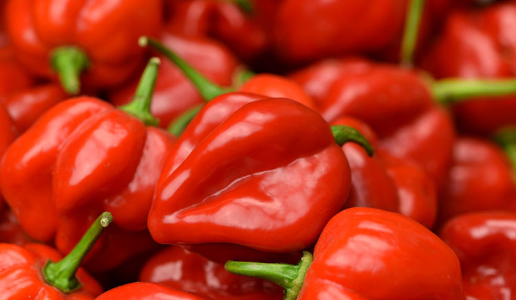 red habanero peppers close up