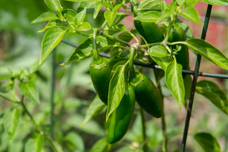 jalapeno mild peppers growing on plant